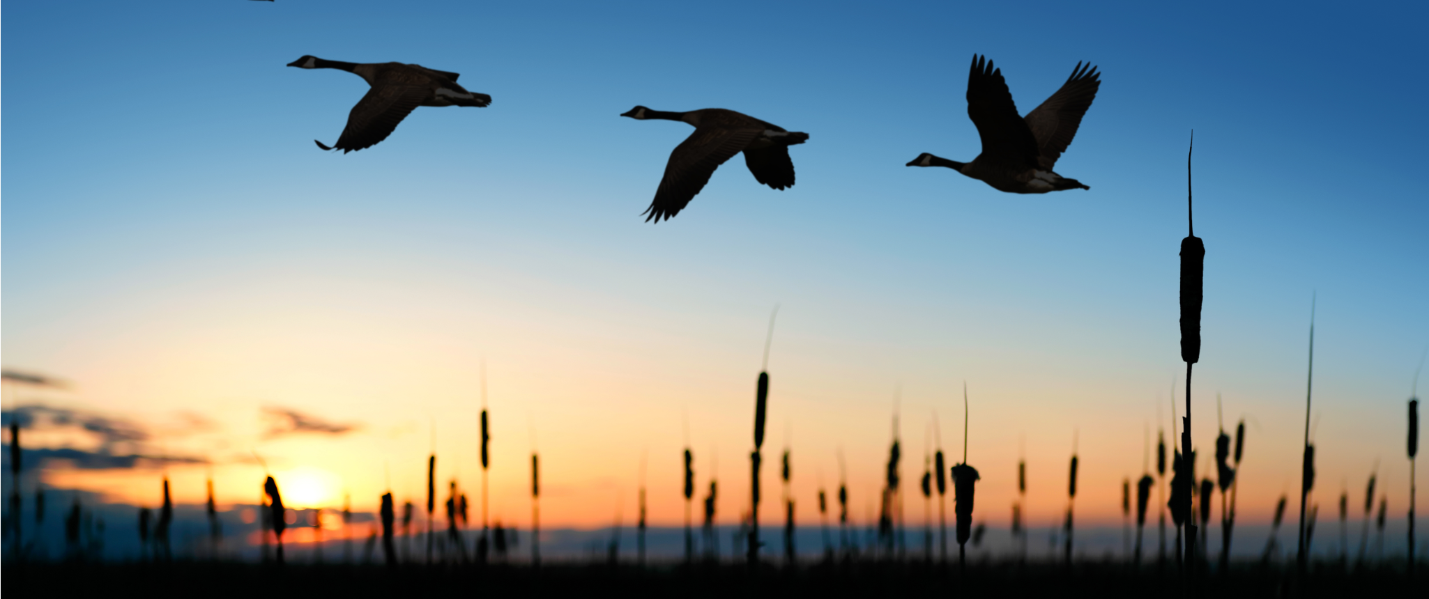 Silhouette of ducks flying over a pond during sunset.