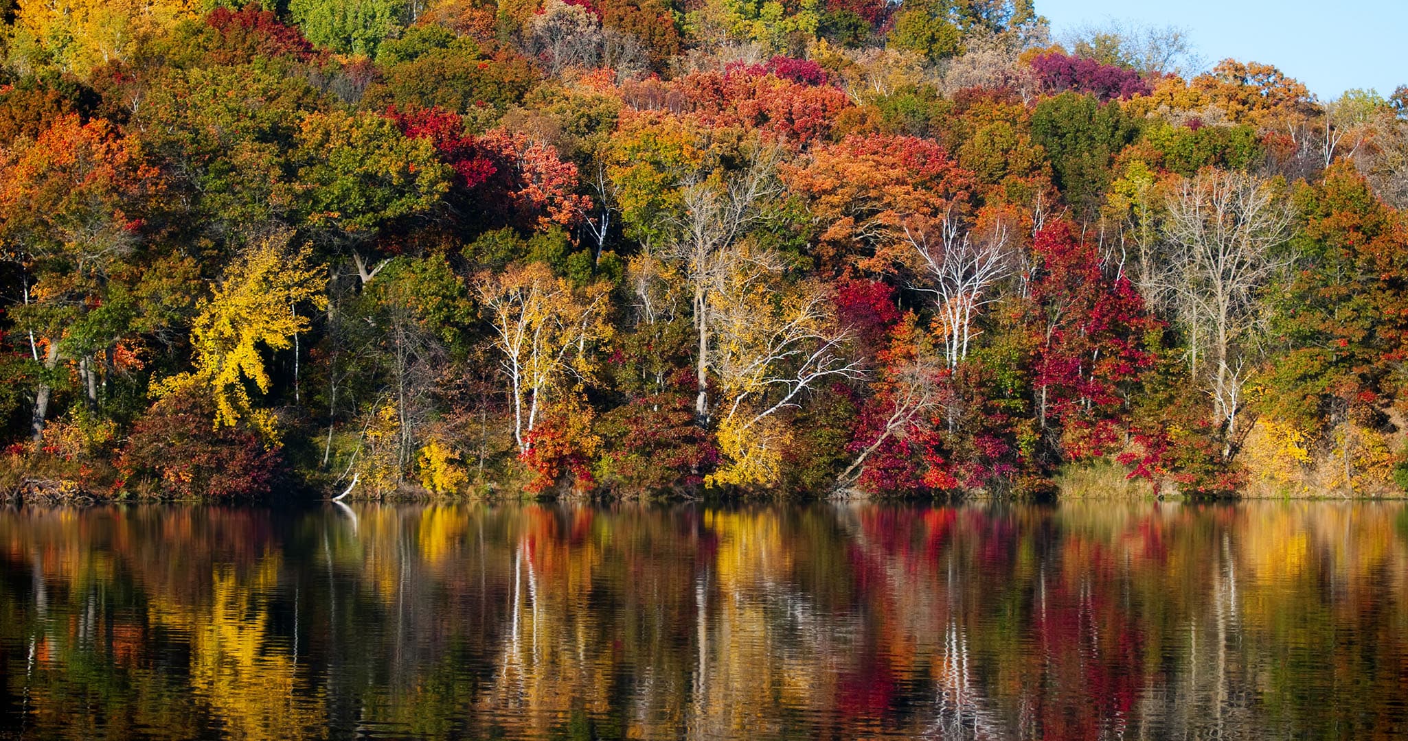 Autumn colored forrest at the edge of a lake.