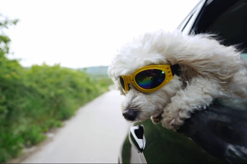 Video - Stay Cool During the Summer. White dog sticking head out car window.